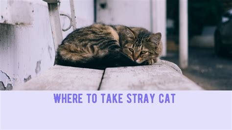 Where can i take a stray cat. Things To Know About Where can i take a stray cat. 